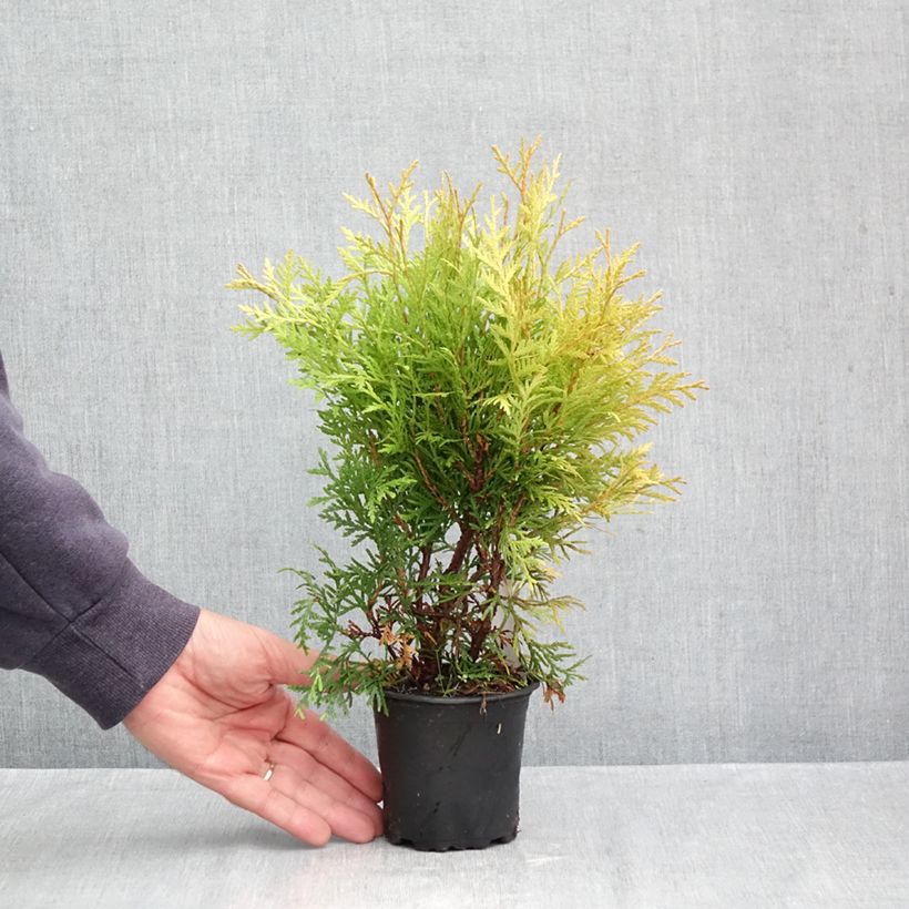 Esemplare di Thuja occidentalis Globosa Aurea - Tuia occidentale Vasetto da 8/9 cm come consegnato in autunno