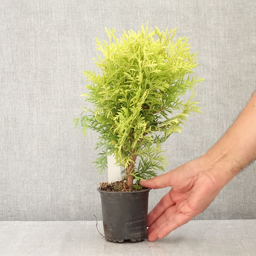 Esemplare di Thuja occidentalis Globosa Aurea - Tuia occidentale Vasetto da 8/9 cm consegnato in estate