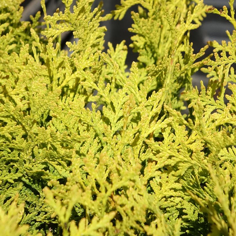 Thuja occidentalis Golden Brabant - Tuia occidentale (Fogliame)