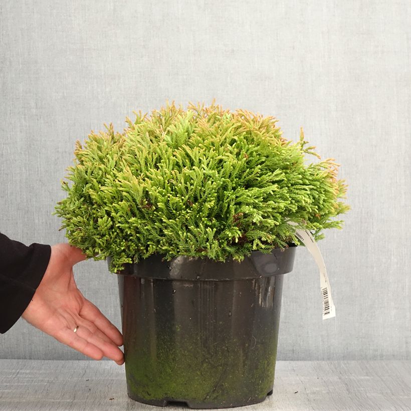 Example of Thuja occidentalis Golden Tuffet - Tuia occidentale Vaso da 7,5L/10L as you get in printemps