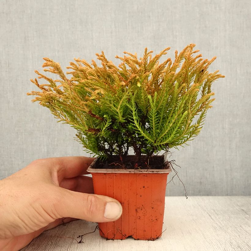 Example of Thuja occidentalis Golden Tuffet - Tuia occidentale Vasetto da 8/9 cm as you get in printemps
