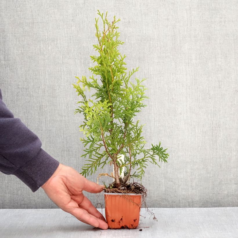 Thuja occidentalis King of Brabant - Tuia occidentale Vasetto da 8/9 cm esemplare consegnato in primavera