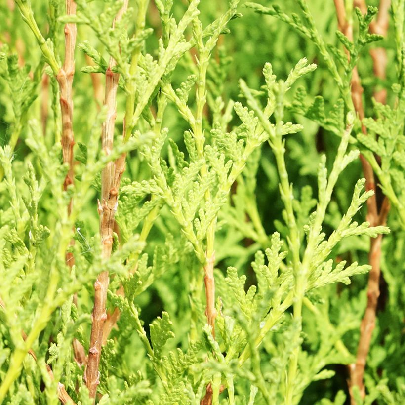 Thuja occidentalis Malonyana Aurea - Tuia occidentale (Fogliame)