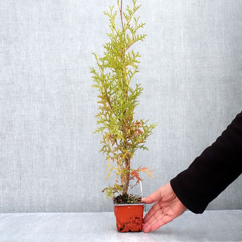 Esemplare di Thuja occidentalis Malonyana Aurea - Tuia occidentale Vasetto da 8/9 cm come consegnato in autunno