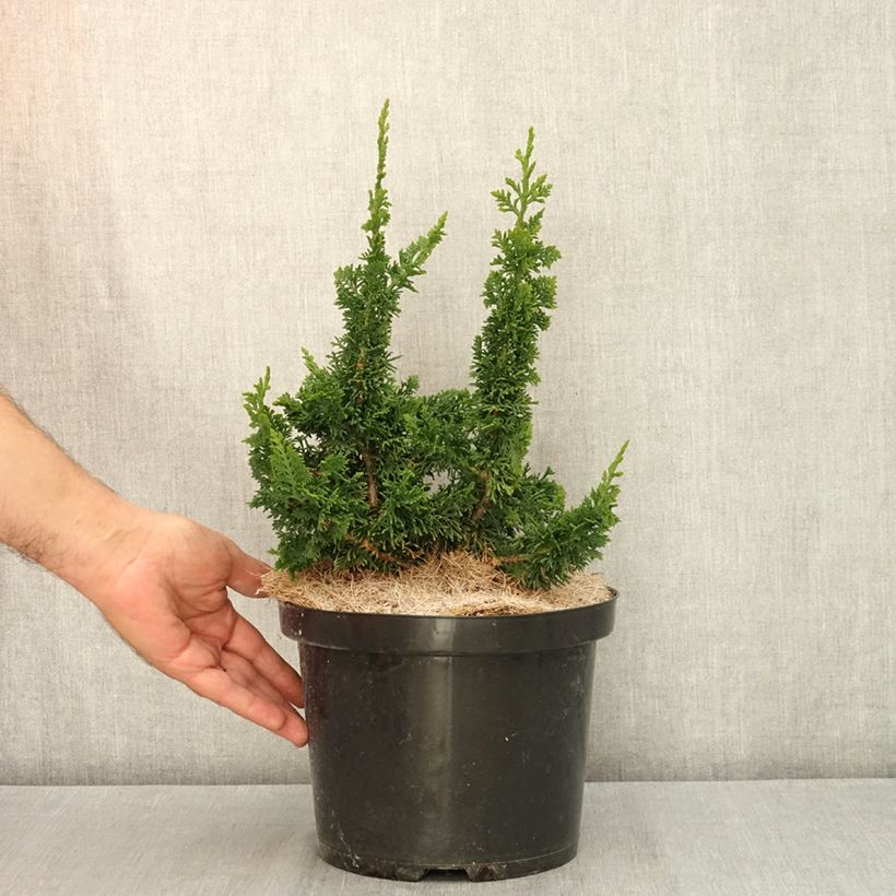 Esemplare di Thuja occidentalis Malonyana Holub - Tuia occidentale Vaso da 4L/5L consegnato in estate