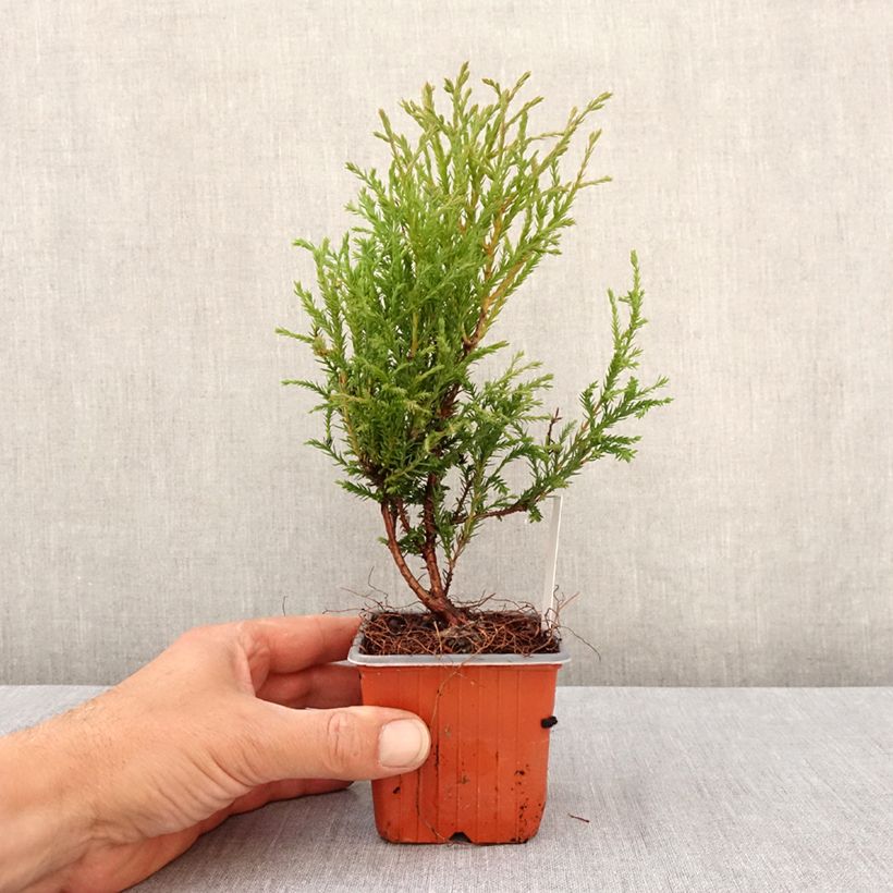 Example of Thuja occidentalis Mr Bowling Ball - Tuia occidentale Vasetto da 8/9 cm as you get in printemps