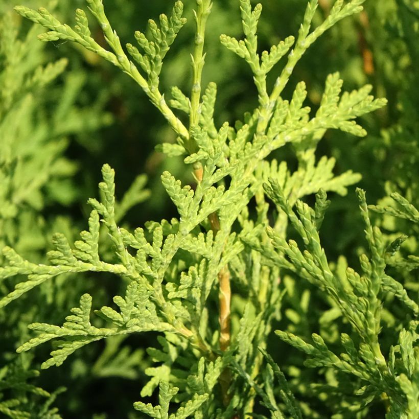Thuja occidentalis Pyramidalis Compacta - Tuia occidentale (Fogliame)