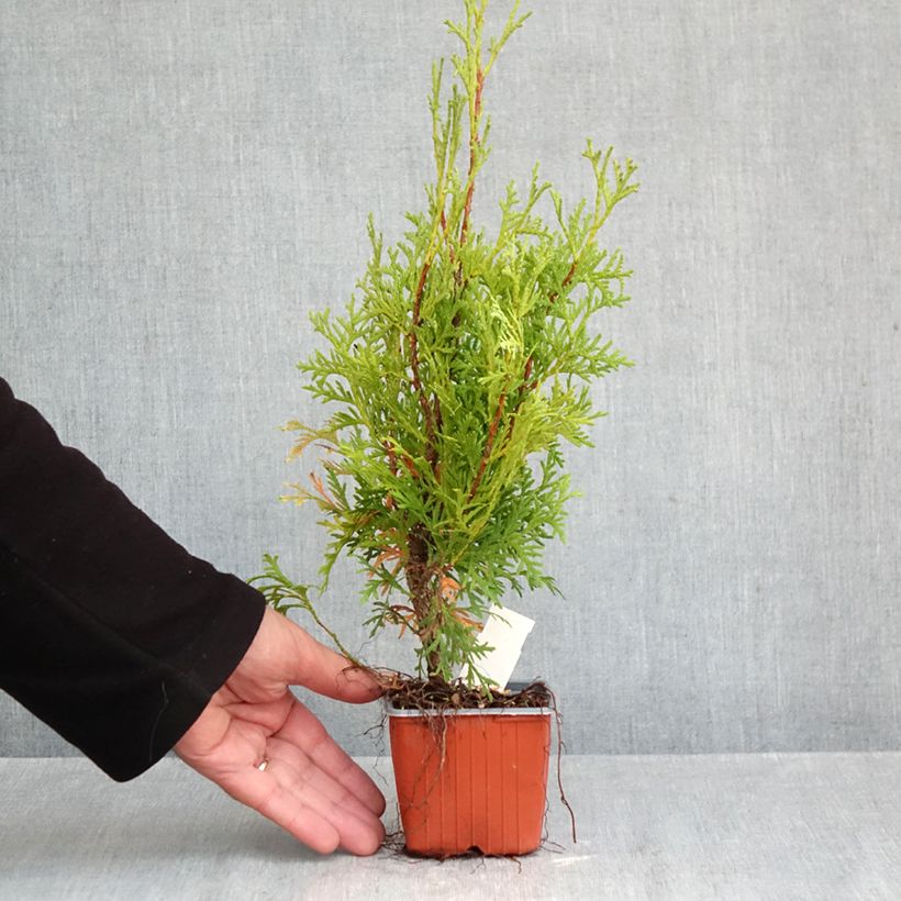 Esemplare di Thuja occidentalis Pyramidalis Compacta - Tuia occidentale Vasetto da 8/9 cm come consegnato in autunno