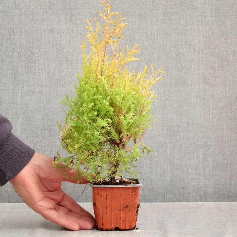 Esemplare di Thuja occidentalis Rheingold - Tuia occidentale Vasetto da 8/9 cm come consegnato in autunno