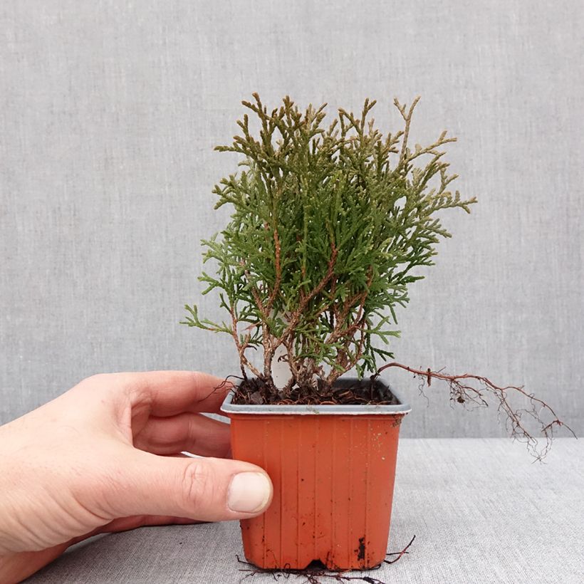 Thuya du Canada - Thuja occidentalis Tiny Tim Godet de 8/9 cm esemplare consegnato in inverno