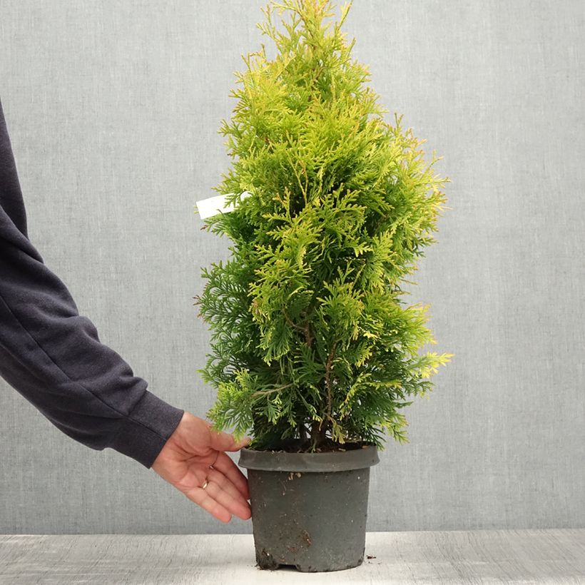 Esemplare di Thuja occidentalis Yellow Ribbon - Tuia occidentale Vaso da 2L/3L consegnato in estate
