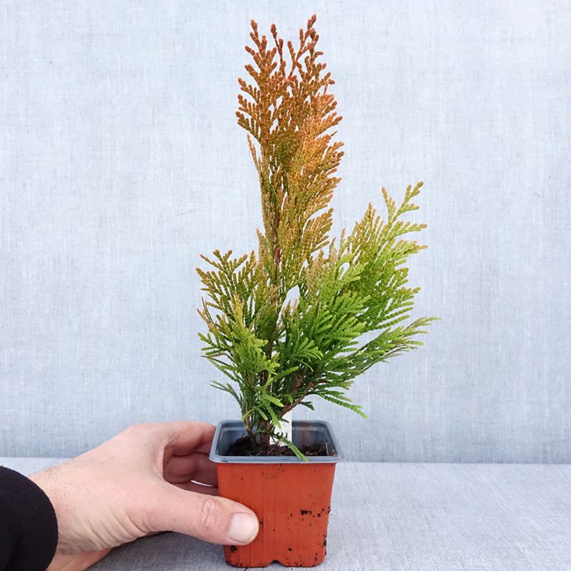 Thuya géant - Thuja plicata 4 Ever Goldy Godet de 8/9 cm esemplare consegnato in inverno