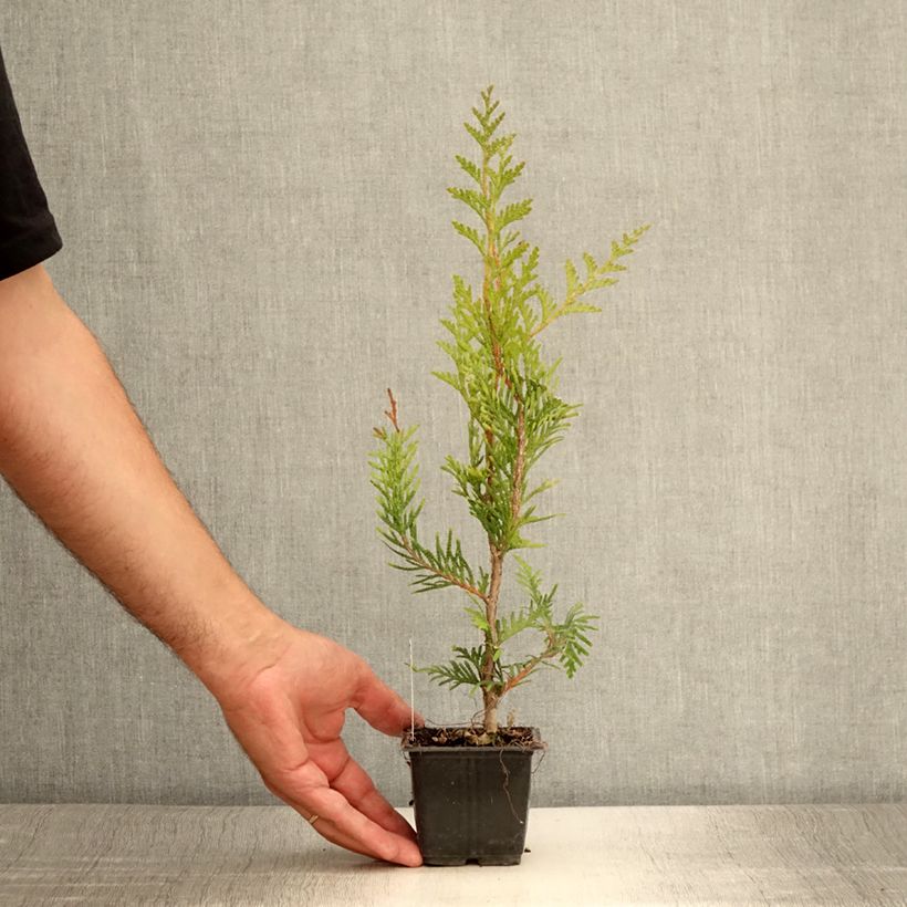 Esemplare di Thuja plicata Atrovirens - Tuia plicata Vasetto da 8/9 cm consegnato in estate