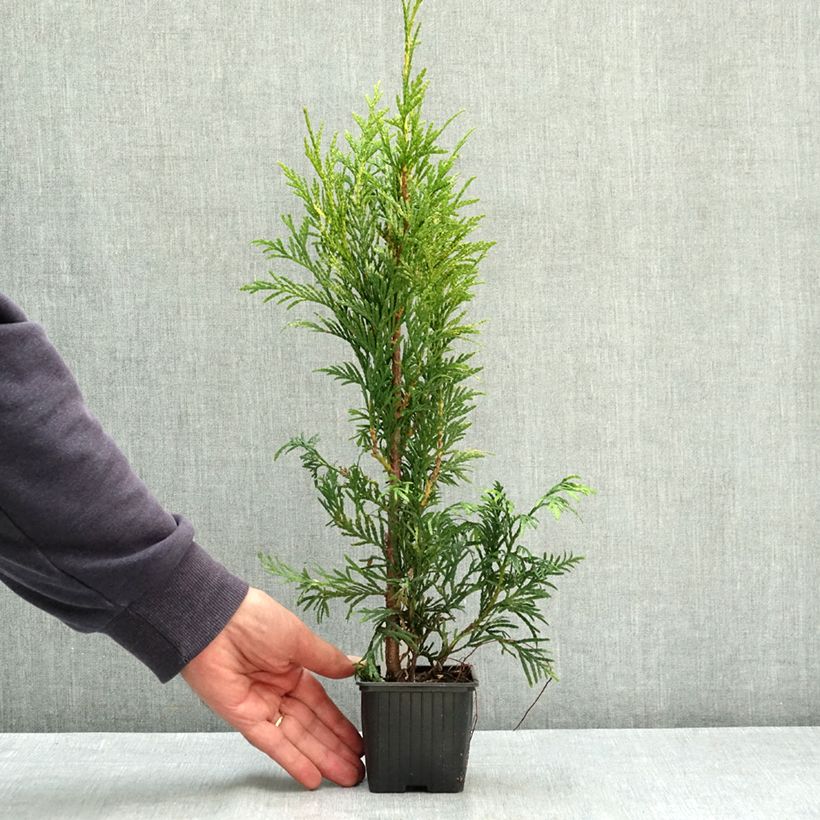 Esemplare di Thuja plicata Zebrina - Tuia plicata Vasetto da 8/9 cm consegnato in estate