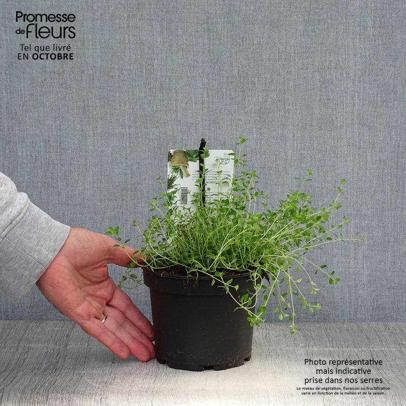 Esemplare di Thym citron Bertram Anderson - Thymus citriodorus Pot de 1,5L/2L come consegnato in autunno