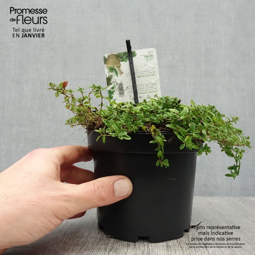 Thym citron doré - Thymus citriodorus Aureus Pot de 1,5L/2L esemplare consegnato in inverno
