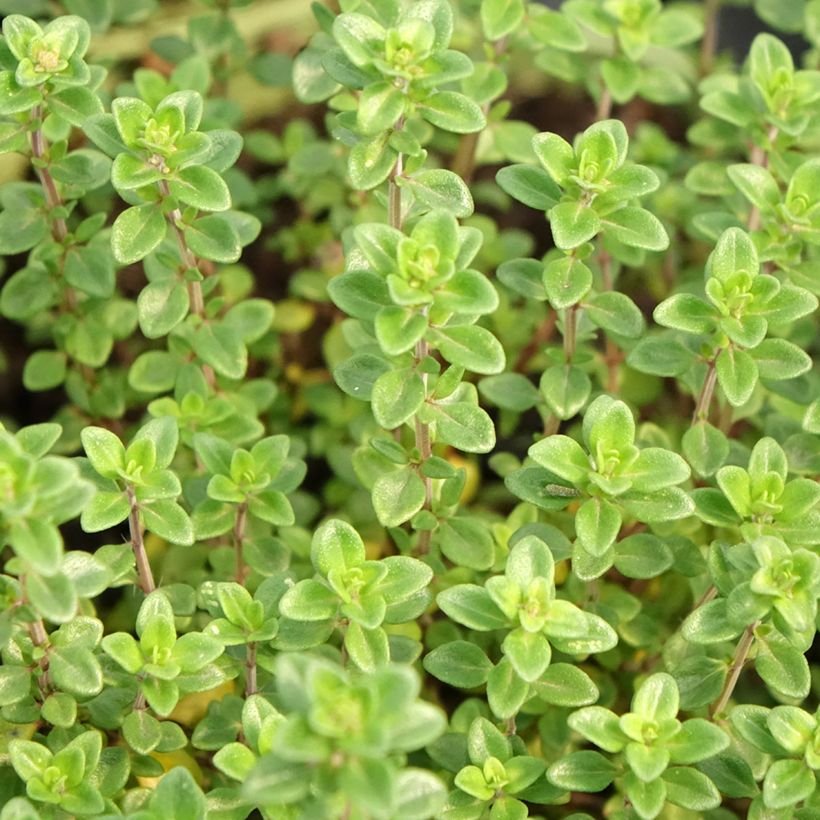 Thymus x citriodorus Bio - Timo limone (Foliage)