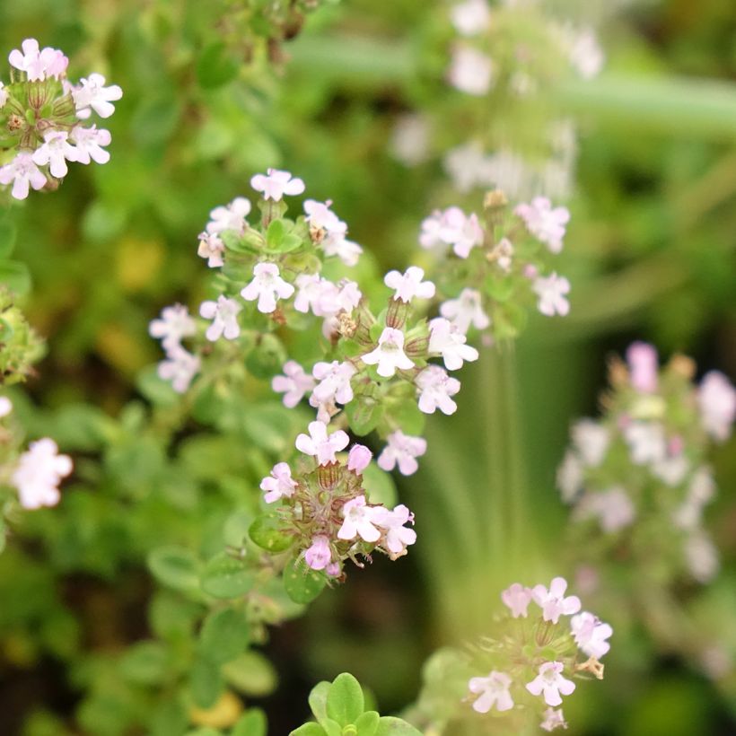 Thymus x citriodorus Bio - Timo limone (Flowering)