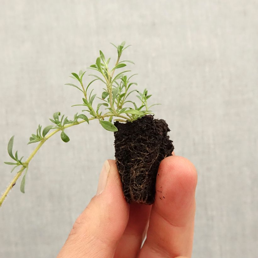 Thymus x citriodorus GrowFlow Cascata Lemonade - Timo limone mini zolla... esemplare consegnato in primavera