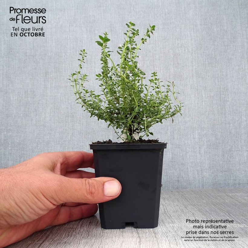 Esemplare di Thymus x citriodorus Silver Queen - Timo limone pennacchio Vasetto da 8/9 cm come consegnato in autunno