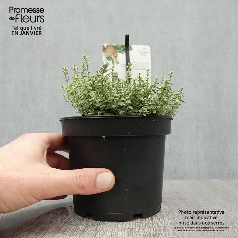 Thym citron panaché - Thymus citriodorus Silver Queen Pot de 1,5L/2L esemplare consegnato in inverno