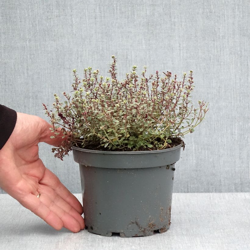Example of Thymus x citriodorus Silver Queen - Timo limone pennacchio Vaso da 1,5L/2L as you get in printemps