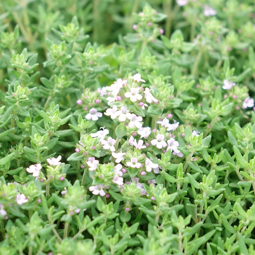 Thymus vulgaris Compactus - Timo compatto (Fioritura)