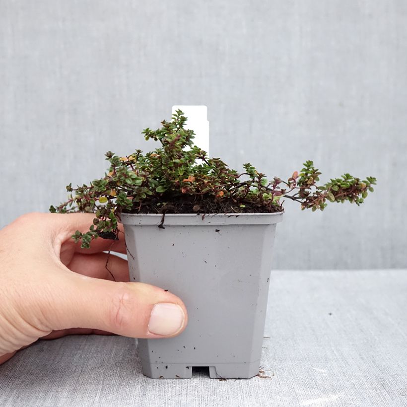 Esemplare di Thymus x citriodorus Doone Valley - Timo limone Vasetto da 8/9 cm come consegnato in autunno