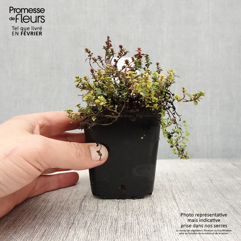 Thym hybride Doone Valley - Thymus (x) citriodorus Godet de 8/9 cm esemplare consegnato in inverno