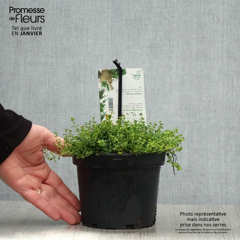 Thym hybride Doone Valley - Thymus (x) citriodorus Pot de 1L/1,5L esemplare consegnato in inverno
