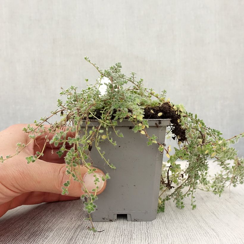 Esemplare di Thymus pseudolanuginosus - Timo Vasetto da 8/9 cm come consegnato in autunno
