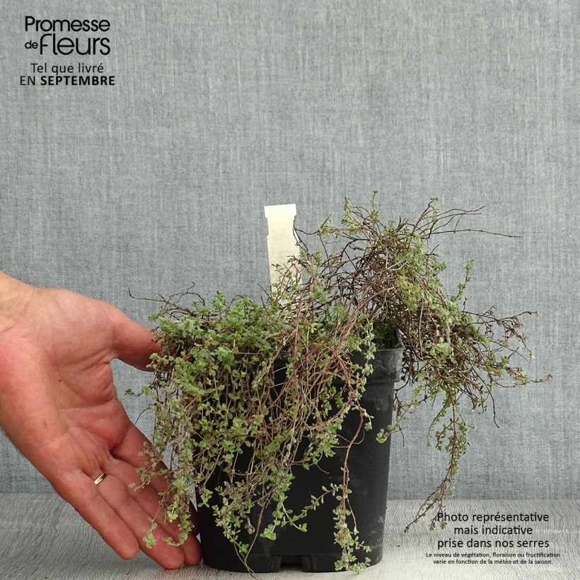 Esemplare di Thymus pseudolanuginosus - Timo Vaso da 2L/3L consegnato in estate