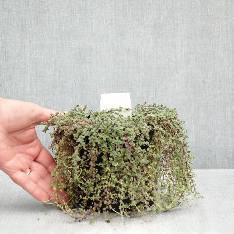 Esemplare di Thymus pseudolanuginosus - Timo Vaso da 2L/3L come consegnato in autunno