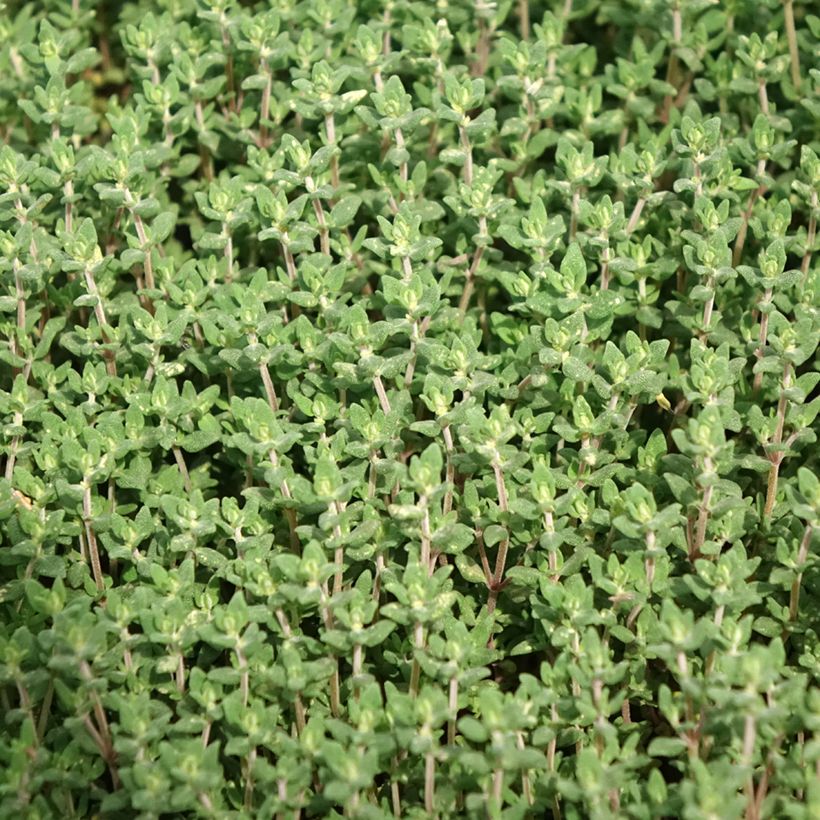 Thymus officinalis - Timo (Fogliame)