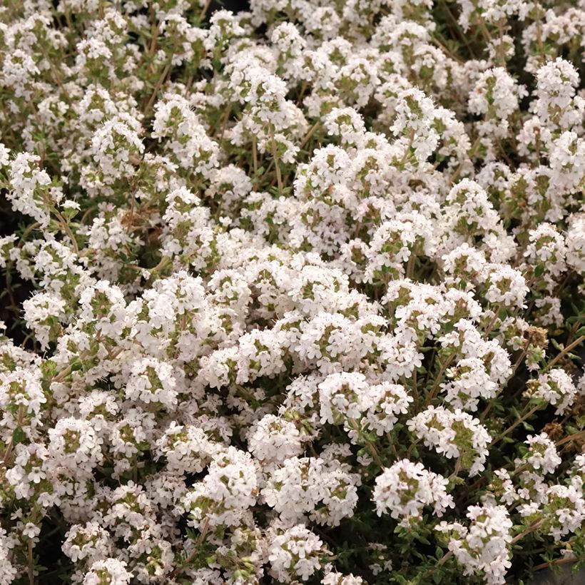 Thymus vulgaris 'Fragrantissimus' - Timo (Fioritura)
