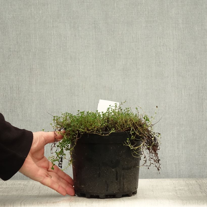 Esemplare di Thymus praecox Coccineus - Timo precoce Vaso da 2L/3L come consegnato in autunno