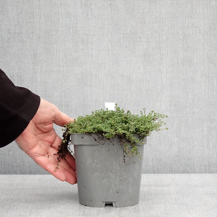 Thymus hirsutus - Thym hirsute Pot de 2L/3L esemplare consegnato in inverno