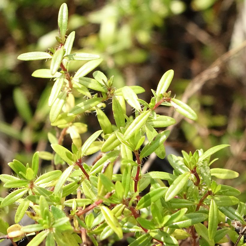 Thymus longicaulis - Timo (Foliage)