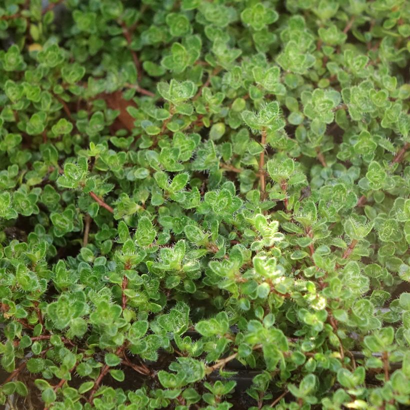 Thymus praecox Bressingham - Timo precoce (Fogliame)