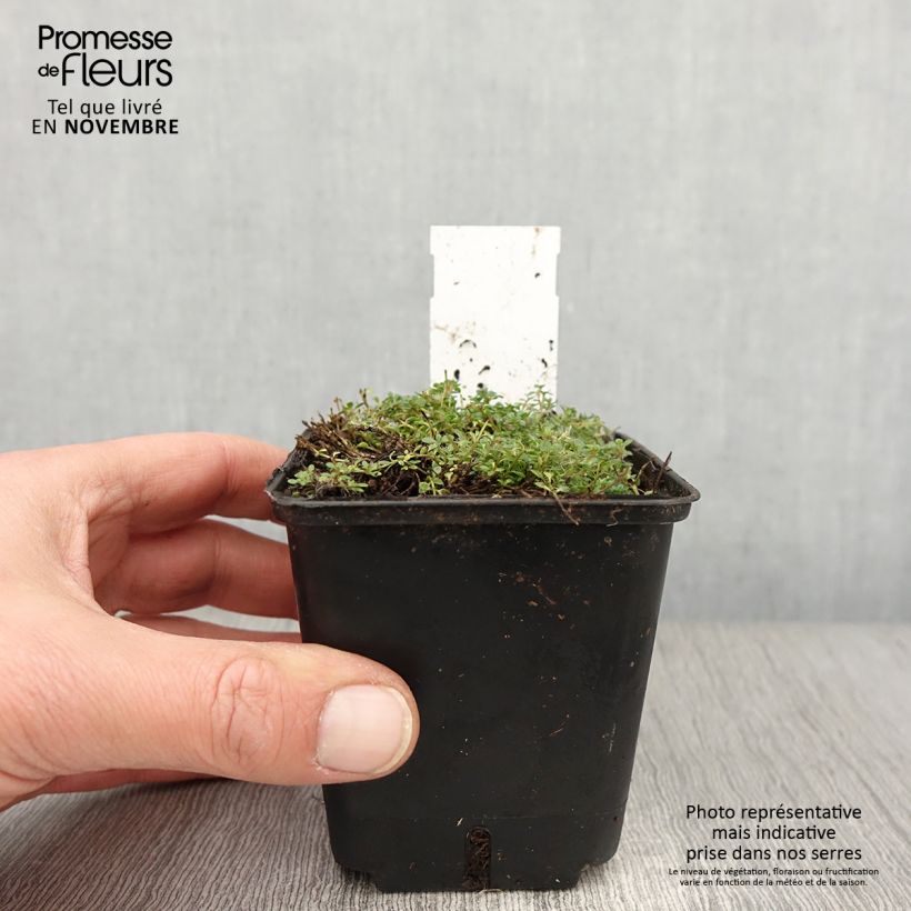 Esemplare di Thymus praecox Minor - Thym précoce Godet de 8/9 cm come consegnato in autunno