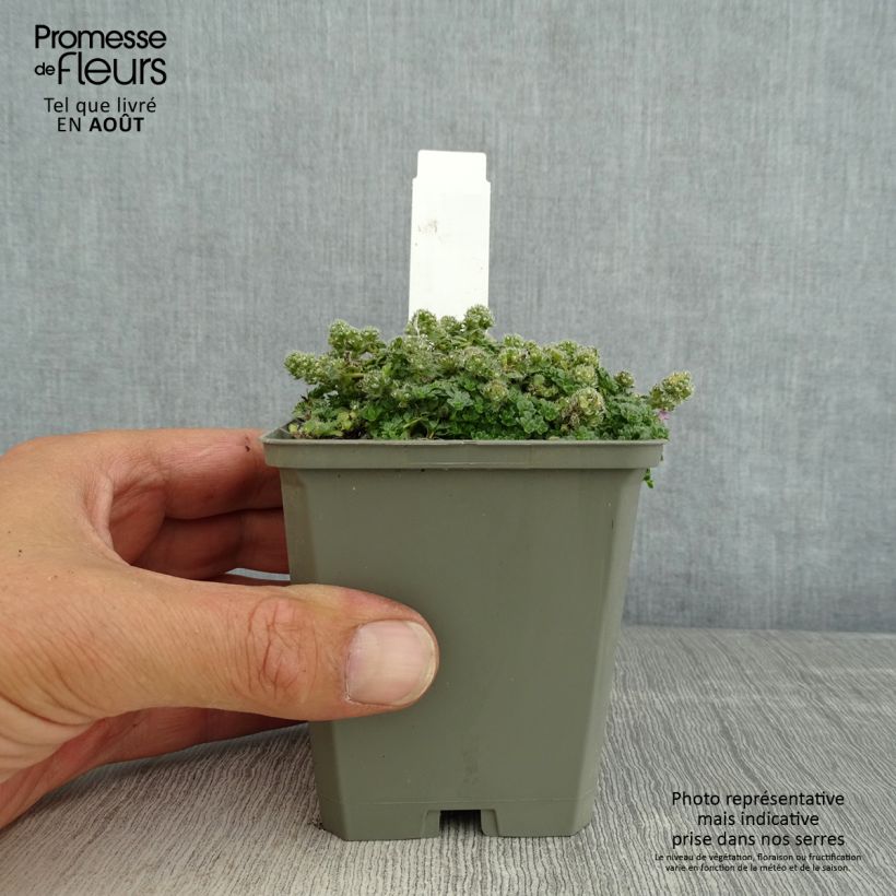 Esemplare di Thymus praecox Minor - Timo precoce Vasetto da 8/9 cm consegnato in estate
