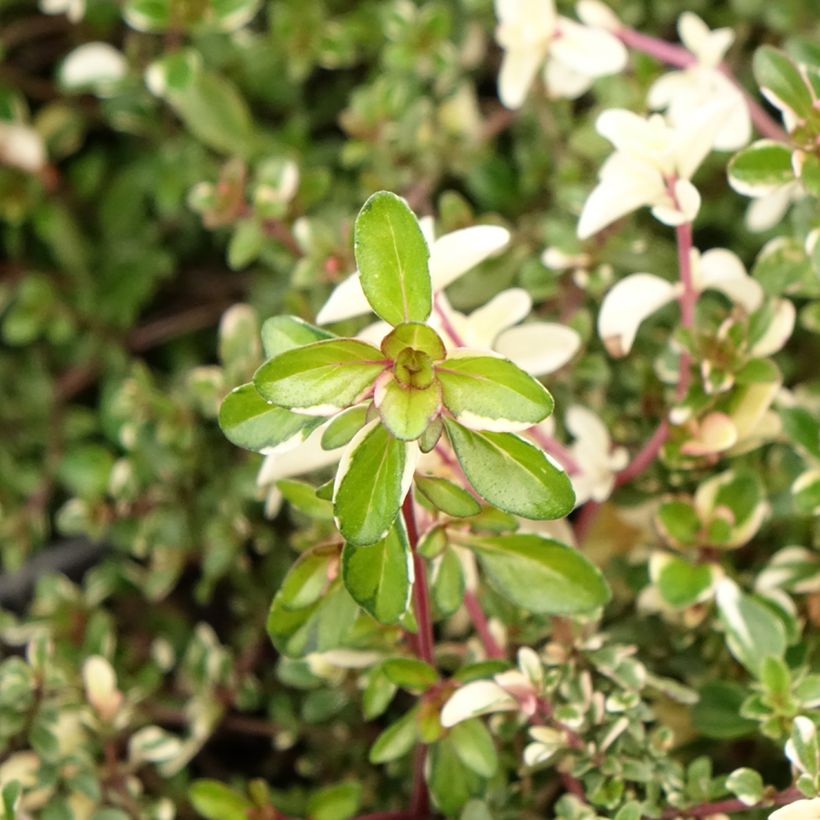 Thymus pulegioides Foxley - Timo goniotrico (Fogliame)