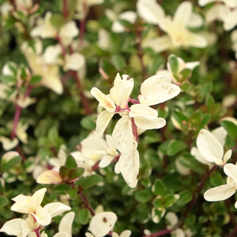 Thymus pulegioides Foxley - Timo goniotrico (Fioritura)