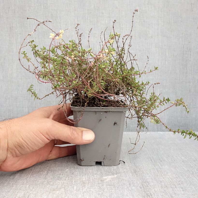 Esemplare di Thymus pulegioides Foxley - Timo goniotrico Vasetto da 8/9 cm come consegnato in autunno