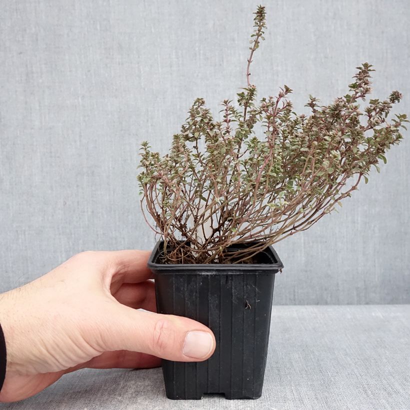Example of Thymus vulgaris Silver Posie - Timo sacchetto di 1000 semi circa as you get in hiver