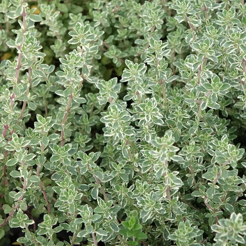 Thymus vulgaris Silver Posie - Timo (Foliage)