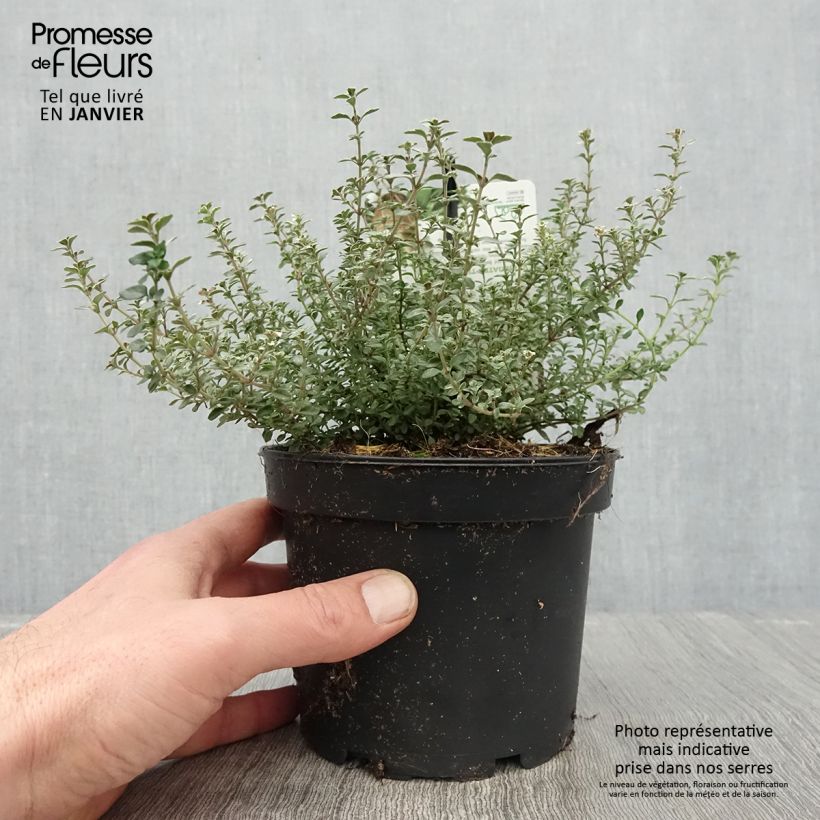 Example of Thymus vulgaris Silver Posie - Timo Vaso da 1,5L/2L as you get in hiver
