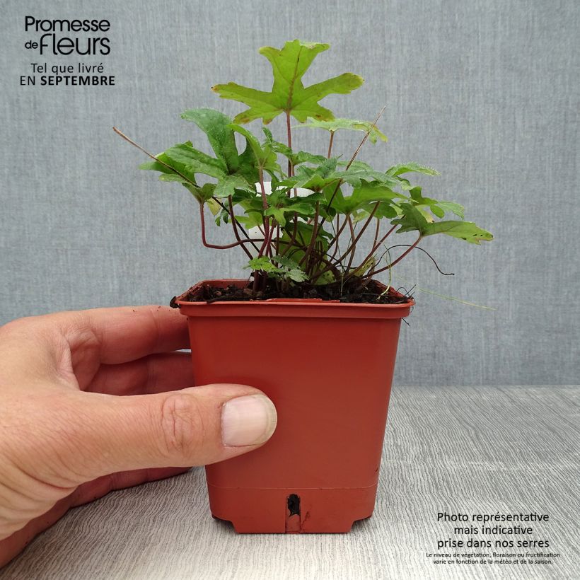 Esemplare di Tiarella Pink Skyrocket Vasetto da 8/9 cm come consegnato in autunno