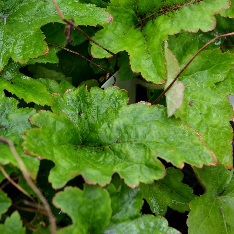 Tiarella cordifolia (Fogliame)