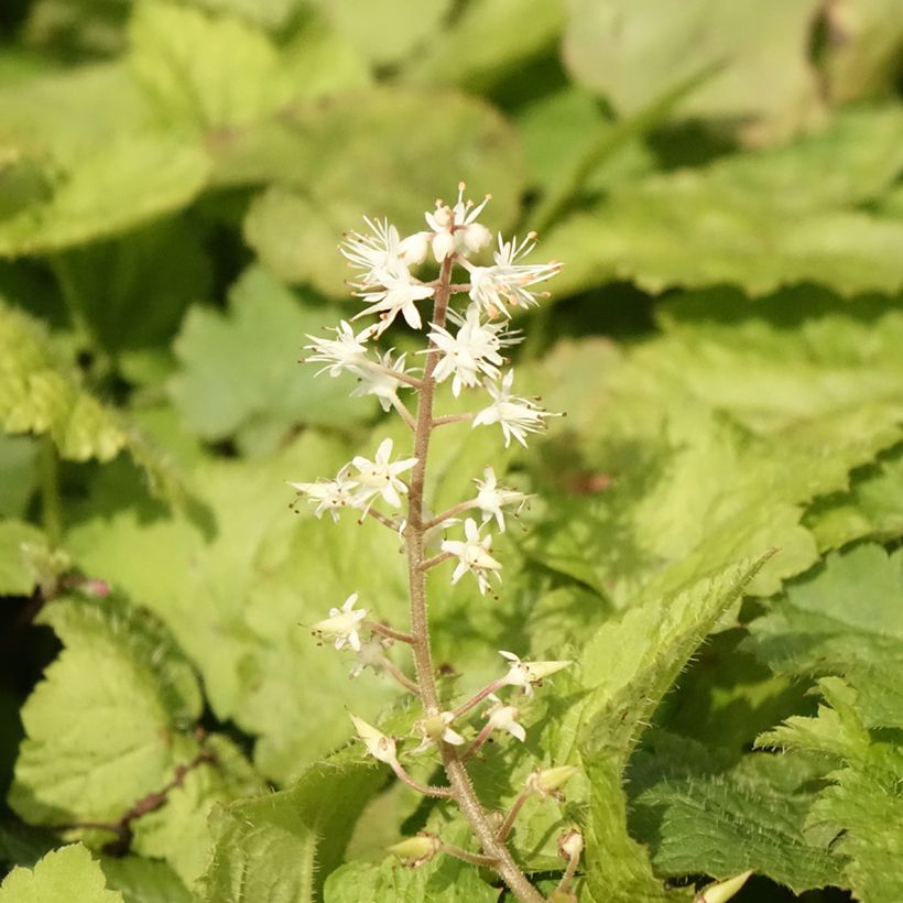Tiarella cordifolia (Fioritura)